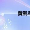 黃鸝鳥（關于黃鸝鳥的介紹）