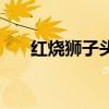 紅燒獅子頭（關于紅燒獅子頭的介紹）