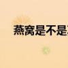燕窩是不是真的（國內的燕窩真的有嗎）