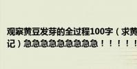 觀察黃豆發芽的全過程100字(求黃豆7天生長過程(觀察日記)急急急急急急急急急!!!!!!!!!!)
