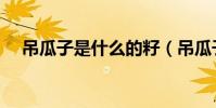 吊瓜子是什么的籽(吊瓜子是什么東西)