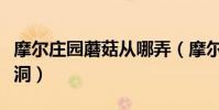 摩爾莊園蘑菇從哪弄(摩爾莊園里如何去蘑菇洞)