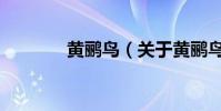 黃鸝鳥(關于黃鸝鳥的介紹)