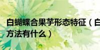 白蝴蝶合果芋形態特征(白蝴蝶合果芋的養殖方法有什么)