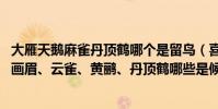 大雁天鵝麻雀丹頂鶴哪個是留鳥(喜鵲、烏鴉、杜鵑、天鵝、畫眉、云雀、黃鸝、丹頂鶴哪些是候鳥)