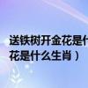 送鐵樹開金花是什么生肖（十二生肖天上生肖,鐵樹開花是金花是什么生肖）
