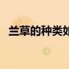 蘭草的種類如何鑒別（蘭草的種類有哪些）