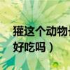 獾這個動物長得怎么樣（獾是個什么動物,肉好吃嗎）