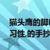 貓頭鷹的腳印像什么畫（介紹貓頭鷹的外貌,習性,的手抄報）