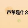 蘆葦是什么季節生長的（蘆葦是什么?）