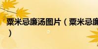 粟米忌廉湯圖片(粟米忌廉湯的做法是怎樣的)