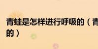 青蛙是怎樣進行呼吸的(青蛙是怎樣進行呼吸的)
