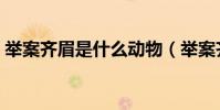 舉案齊眉是什么動物(舉案齊眉是什么意思)