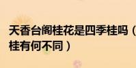 天香臺閣桂花是四季桂嗎(佛頂桂與天香臺閣桂有何不同)