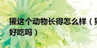 獾這個動物長得怎么樣(獾是個什么動物,肉好吃嗎)