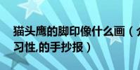貓頭鷹的腳印像什么畫(介紹貓頭鷹的外貌,習性,的手抄報)