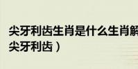 尖牙利齒生肖是什么生肖解釋(十二生肖那個尖牙利齒)