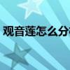觀音蓮怎么分株繁殖（觀音蓮應該怎么繁殖）