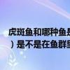 虎斑魚和哪種魚是一個品種（粗斑魔尾魚（不是斑點魔尾魚）是不是在魚群里釣出來的）