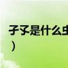 孑孓是什么蟲子的幼蟲（“孑孓”是什么意思）
