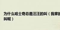 為什么哈士奇總是汪汪的叫(我家的哈士奇為什么不會汪汪叫呢)