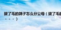 拔了毛的鴿子怎么分公母(拔了毛的鴿子——---------)