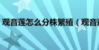 觀音蓮怎么分株繁殖(觀音蓮應該怎么繁殖)