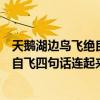 天鵝湖邊鳥飛絕良無一點雙人行雙木非林心相連您若無心先自飛四句話連起來是啥意思（很有意思的話喔）