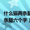 什么貓兩條腿什么豬沒有嘴求答案（什么貓兩條腿六個字）