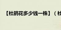 【杜鵑花多少錢一株】(杜鵑花價格揭秘)