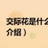 交際花是什么意思（關于交際花是什么意思的介紹）