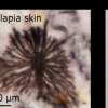 受海洋生物啟發的動態建筑立面可以降低供暖制冷和照明成本