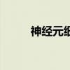 神經元細胞結構圖（神經元細胞）