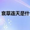 衰草連天是什么季節（衰草連天是什么意思）