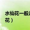 水仙花一般幾點開花?（水仙花到底是幾點開花）