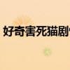 好奇害死貓劇情詳細介紹（好奇害死貓劇情）