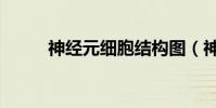 神經元細胞結構圖(神經元細胞)
