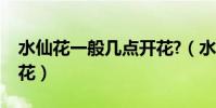 水仙花一般幾點開花?(水仙花到底是幾點開花)