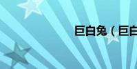 巨白兔(巨白)