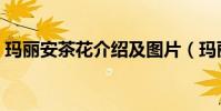 瑪麗安茶花介紹及圖片(瑪麗安茶花是什么)