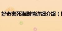 好奇害死貓劇情詳細介紹(好奇害死貓劇情)