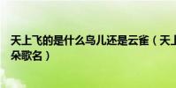 天上飛的是什么鳥兒還是云雀(天上飛的是什么鳥兒還是云朵歌名)