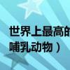 世界上最高的哺乳動物是誰呢（世界上最高的哺乳動物）