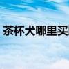 茶杯犬哪里買比較便宜（茶杯犬哪里能買到）