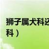獅子屬犬科還是貓科（獅子到底是貓科還是犬科）