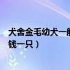犬舍金毛幼犬一般多少錢（北京金帥緣犬舍的金毛幼犬多少錢一只）