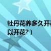 牡丹花養多久開花（QQ玫瑰花園種植牡丹花要多少時間可以開花?）