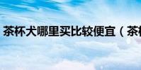 茶杯犬哪里買比較便宜(茶杯犬哪里能買到)