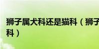 獅子屬犬科還是貓科(獅子到底是貓科還是犬科)