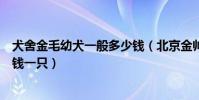 犬舍金毛幼犬一般多少錢(北京金帥緣犬舍的金毛幼犬多少錢一只)